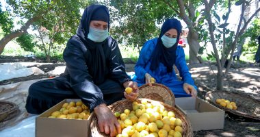 وزارة الزراعة تصدر روشتة لمزارعى 6 أنواع فاكهة لزيادة الإنتاج