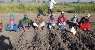 صور.. زراعة الشرقية : زراعة حقل إرشادى للذرة الشامية بالهجين الأصفر 168