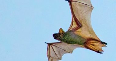 اكتشاف فيروسات تاجية فى الخفافيش بروسيا