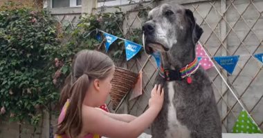 أطول كلب فى العالم يسجل رقماً قياسياً جديداً.. فيديو