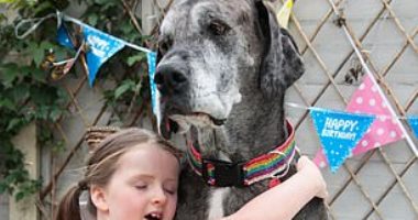 بعد الاحتفال بعيد ميلاده الـ8.. أطول كلب فى العالم يستعد لدخول "جينيس"..صور