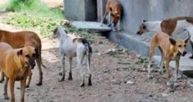 قارئ يشكو انتشار الكلاب الضالة بقرية قطيفة بالشرقية