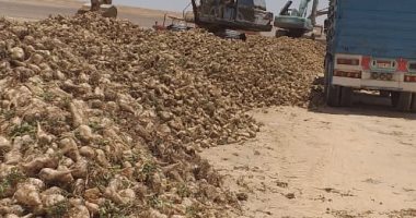الزراعة: حصاد 1500 فدان بنجر سكر بمشروع المنيا وتوريد 30 ألف طن لـ3 شركات