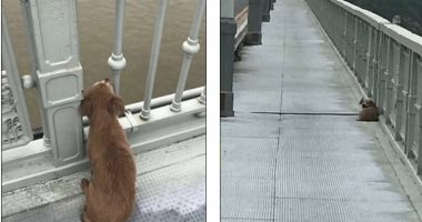 الصديق الوفي .. كلب يجلس حزينا 4 أيام على "جسر بالصين" بعد انتحار صاحبه