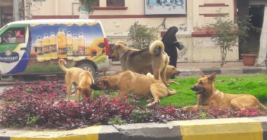 اضبط مخالفة.. انتشار الكلاب الضالة بالشوارع فى بورسعيد