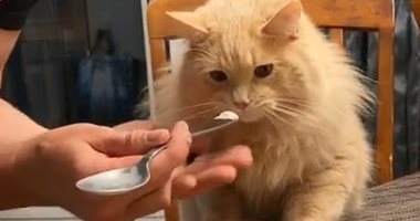 فيديو.. رد فعل قطة أول مرة تأكل أيس كريم على تيك توك