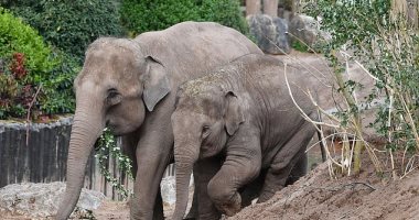 التبرعات تنقذ أكبر حديقة حيوان بريطانية بعد إغلاقها بسبب كورونا