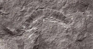 اكتشاف أقدم حشرة فى العالم.. حفريات عمرها 425 مليون عام فى جزيرة بإسكتلندا