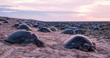 إنقاذ آلاف السلاحف المتجمدة قبالة سواحل تكساس
