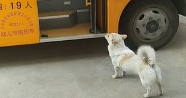 وفاء لا ينتهى.. كلبة تنتظر مع صاحبتها باص المدرسة فى الصين.. فيديو