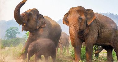أجازة بأمر كورونا.. الأفيال تهجر المتنزهات فى تايلاند وتعود لموطنها.. التفاصيل