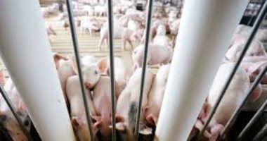 لقاح حمى الخنازير الأفريقية فى الصين يظهر نتائج إيجابية مبكرة