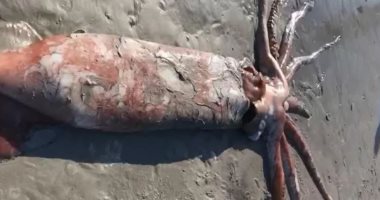 العثور على "حيوان" بحري عملاق في شاطئ بجنوب إفريقيا.. فيديو وصور