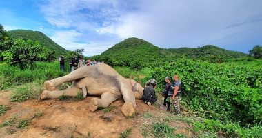 مأساة لا تنتهى.. نفوق فيل صعقا بكهرباء سياج حديقة مانجو بتايلاند.. فيديو وصور