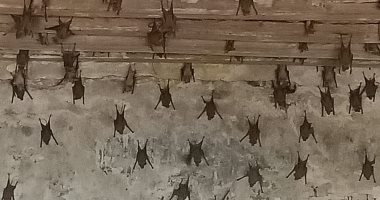رئيس مدينة الخانكة: عثرنا على 1000 خفاش بمنزل "الأسمية" المهجور بالخانكة