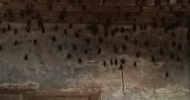 رئيس مدينة الخانكة: 5 أيام للقضاء على خفافيش المنزل المهجور 