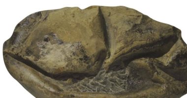 علماء يكشفون حقيقة "أحفورة غريبة" بعد مرور 10 سنوات على اكتشافها