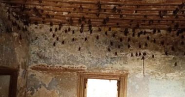 فيديو وصور.. حملة للقضاء على 1000 خفاش فى منزل مهجور بالخانكة"صور