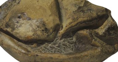 علماء الآثار يتواصلون لحل لغز حفرية عمره 66 مليون سنة.. اعرف الحكاية  