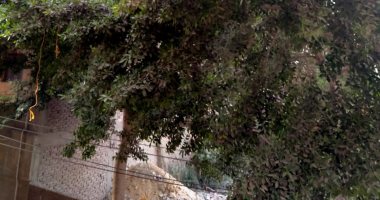 أهالى طنطا يطالبون بتقليم الأشجار لتداخلها مع أسلاك الكهرباء
