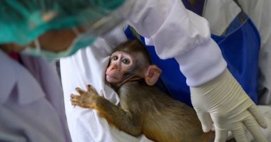 لقاح جديد لـ كورونا فعال فى القرود يظهر أجسامًا مضادة واستجابة مناعية 