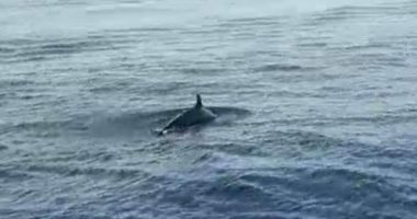 وزارة البيئة ترصد مجموعة من الدلافين النادرة بمياه البحر الأحمر.. فيديو وصور