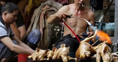 رغم أزمة انتشار كورونا.. الصين تنظم مهرجان لحوم الكلاب
