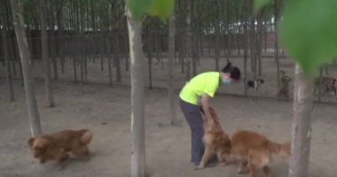 خلال مهرجان لحوم الكلاب.. متطوعون ينقذون كلابا ضالة من الموت "فيديو"