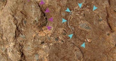العثور على أصغر بيضة ديناصور متحجرة عمرها 110 ملايين سنة فى اليابان