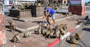 آلاف القرود تحتل شوارع مدينة تايلاندية وتتسبب فى رعب للسكان.. صور