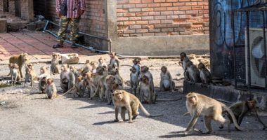 القرود تحتل ليبورى التايلاندية بعد تفشى كورونا.. صور