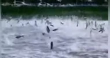 ظاهرة غريبة.. مئات الأسماك تقفز من بحيرة فى الصين وتفاجئ الزوار.. فيديو