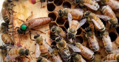 صورة خسارة نحل العسل تصل لـ22% فى الولايات المتحدة وتعد الأصغر منذ سنوات