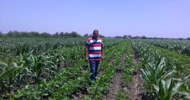 زراعة الشرقية: لجان للمرور على حقول فول الصويا المحمل على الذرة الشامية