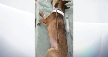 كلب يبتلع عصا طولها نصف طول جسمه ويخضع لجراحة لإزالتها.. صور