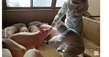 تقلبات الطقس تزيد فرص الإصابة بأنفلونزا الخنازير.. أهم نصائح للحماية من المرض