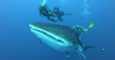 وزارة البيئة ترصد القرش الحوتى بمدينة طابا بعد مبادرات تنظيف قاع البحر الأحمر