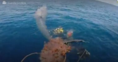 إنقاذ حوت طوله 10 أمتار علق فى شبكة صيد على جزيرة إيطالية.. فيديو