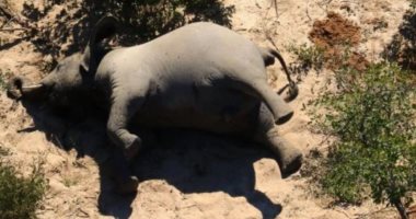 موت غامض لـ350 فيل فى بوتسوانا.. تحركوا فى دوائر ثم سقطوا.. اعرف التفاصيل