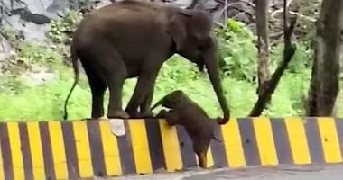 أمومة.. فيلة تساعد ابنها فى عبور حاجز على الطريق فى الهند..صور