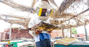 10 نصائح من " الزراعة " لمربى النحل لمواجهة المناخ المتغير والأمطار 