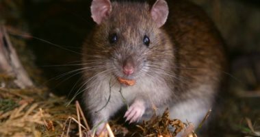 رعب فى بريطانيا بسبب انتشار "فئران الزومبى" ومخاوف من مهاجمة البشر