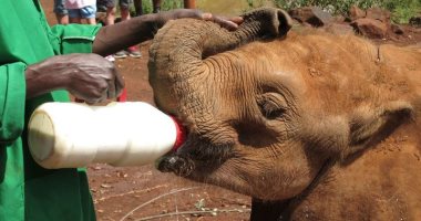 كورونا والصيد غير المشروع يهددان دور رعاية أيتام الأفيال فى كينيا.. فيديو