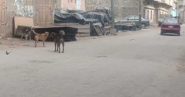 صور.. انتشار الكلاب الضالة تهدد المواطنين بدمياط
