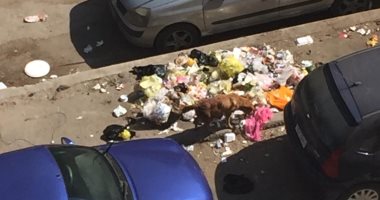 شكوى من تراكم القمامة والكلاب الضالة فى شارع أبو داوود بمدينة نصر