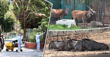 "صباح الخير يا مصر" يعرض تقريرا عن استعداد حدائق الحيوان لفتح أبوابها للجمهور