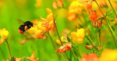 تعرف على أفضل العلاجات للسعة النحلة وكيفية إيقاف الألم بسرعة