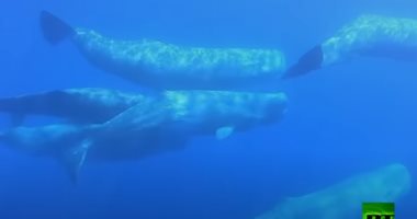 فيديو.. رصد سرب من حيتان العنبر بالقرب من السواحل الإيطالية