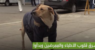 فيديو.. كلب وفي ينتظر صاحبه المصاب بكورونا خارج المستشفى