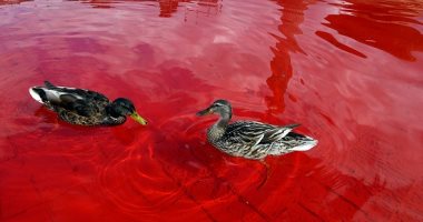 صور.. ناشطو حقوق الحيوان يصبغون مياه نافورتين فى لندن باللون الأحمر